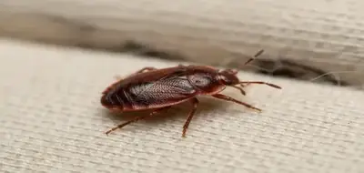 ¿Cómo son las chinches? Guía visual para identificarlas y eliminarlas en casa