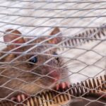 ¿Qué Hacer si Tienes Ratas o Ratones en Casa en Alicante? Guía de Actuación Inmediata