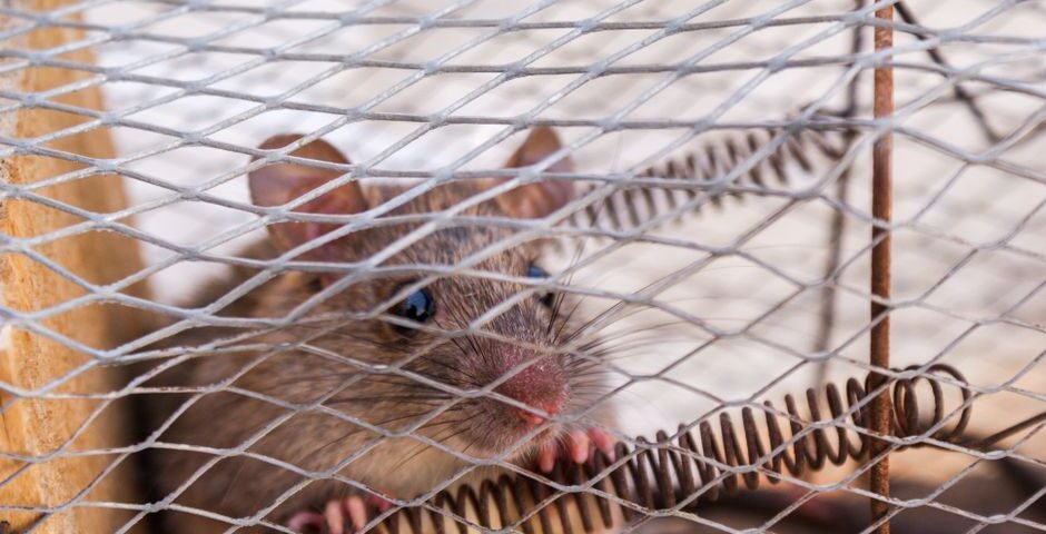 ¿Qué Hacer si Tienes Ratas o Ratones en Casa en Alicante? Guía de Actuación Inmediata