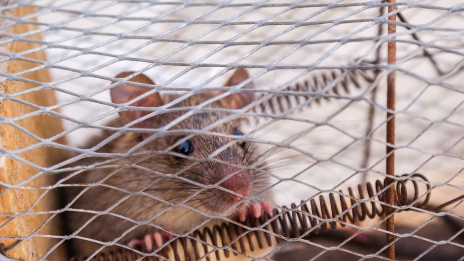 ¿Qué Hacer si Tienes Ratas o Ratones en Casa en Alicante? Guía de Actuación Inmediata