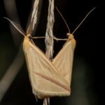 Polillas de la ropa y despensa en el hogar en Alicante