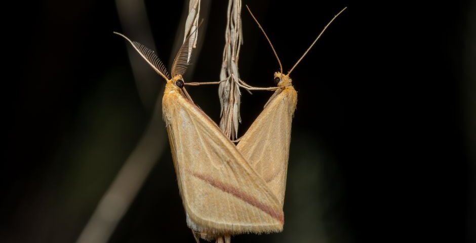 Polillas de la ropa y despensa en el hogar en Alicante